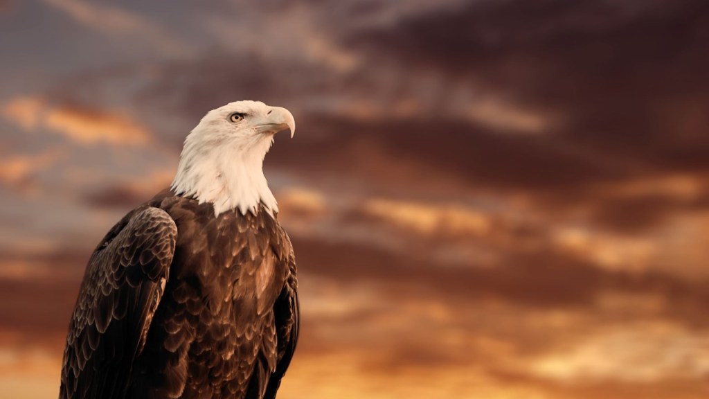 Transition to Awareness